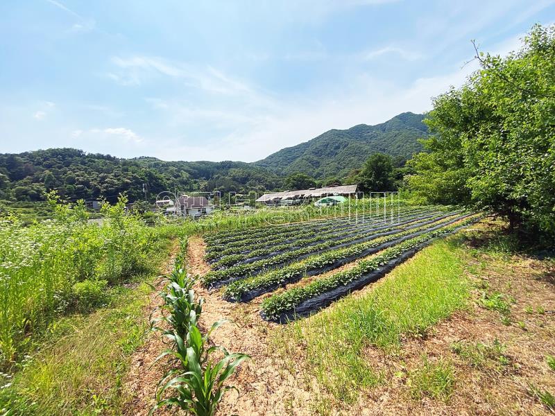 양평군 양서면 청계리 청계산 자락의 공기좋은 토지_19